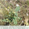 polyommatus cyaneus akhaltsikhe host plant 1